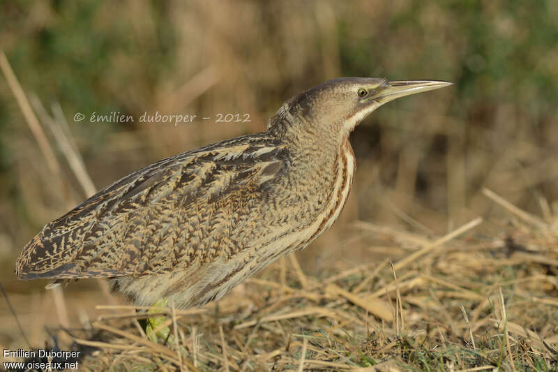 Butor étoilé, identification