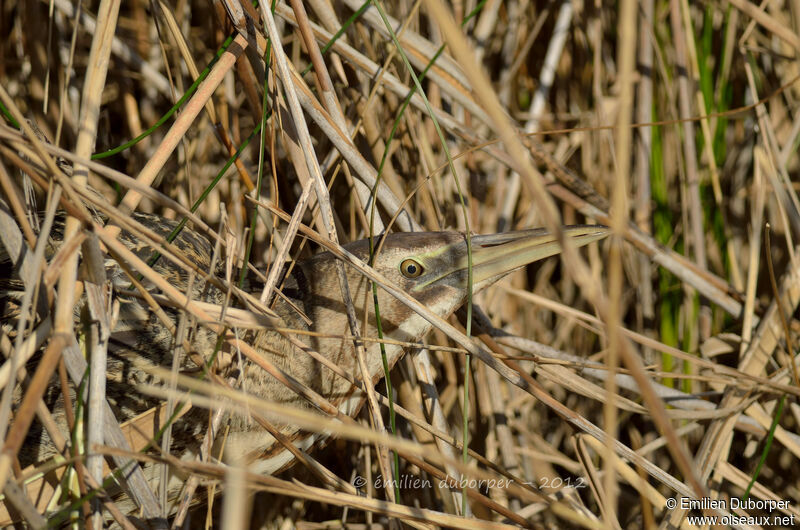 Eurasian Bittern, Behaviour