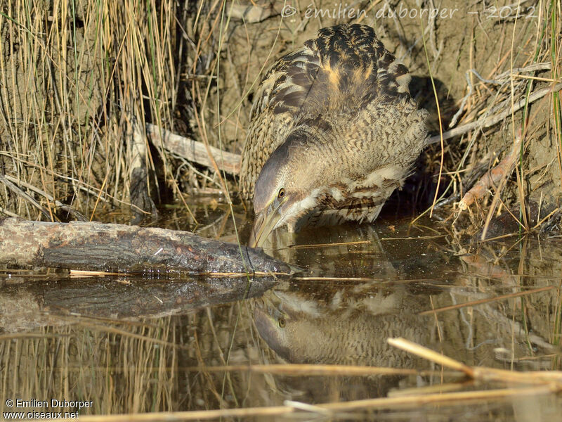 Eurasian Bittern, Behaviour