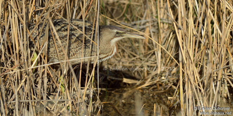 Eurasian Bittern