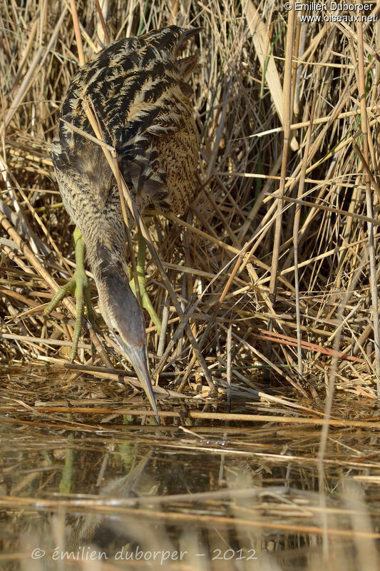 Eurasian Bittern