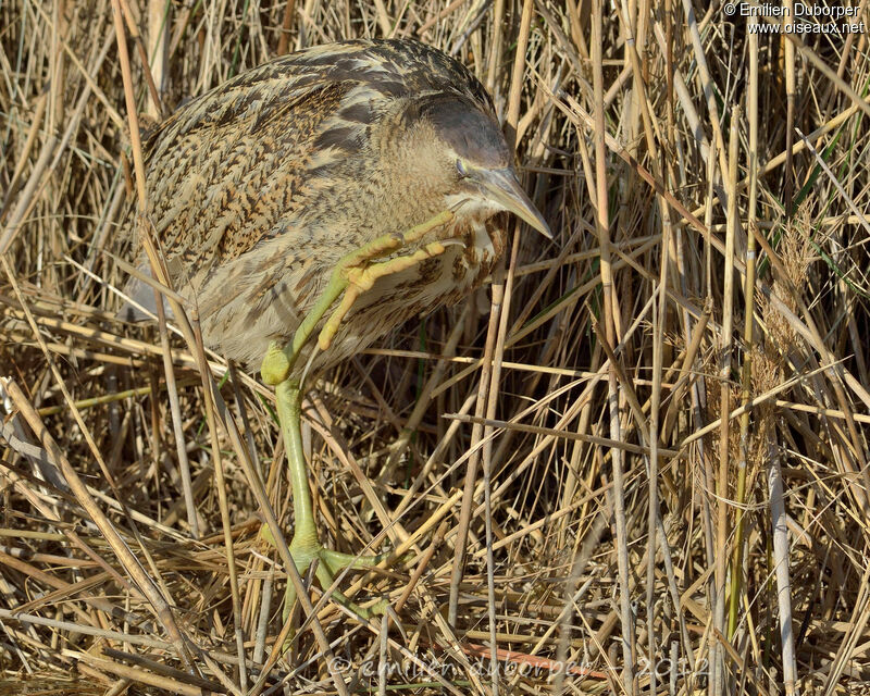 Eurasian Bittern, Behaviour