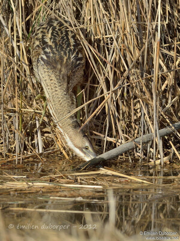 Eurasian Bittern, Behaviour