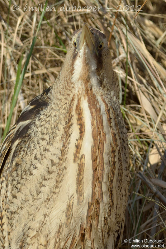 Eurasian Bittern, identification