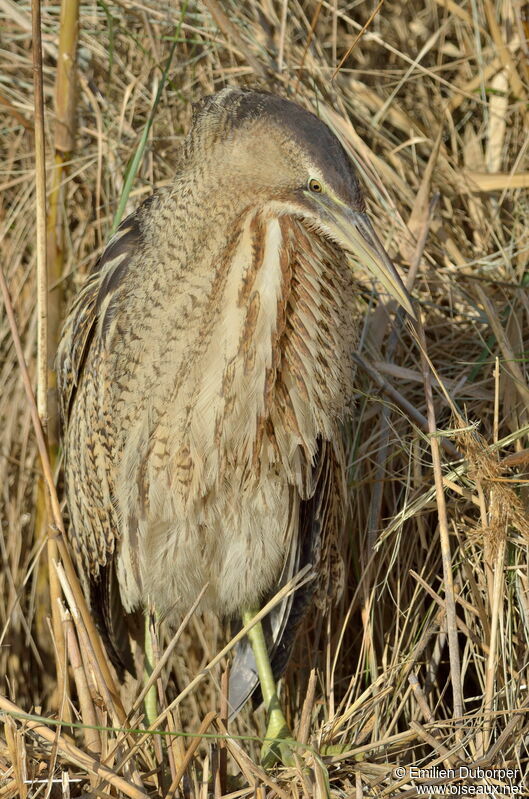 Eurasian Bittern, identification