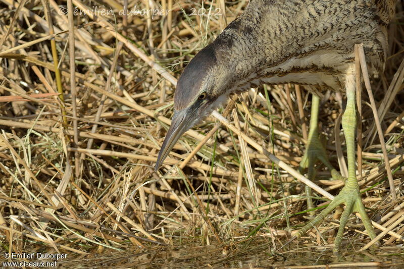 Eurasian Bittern