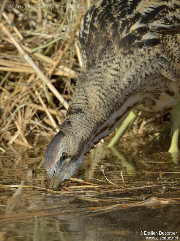 Eurasian Bittern