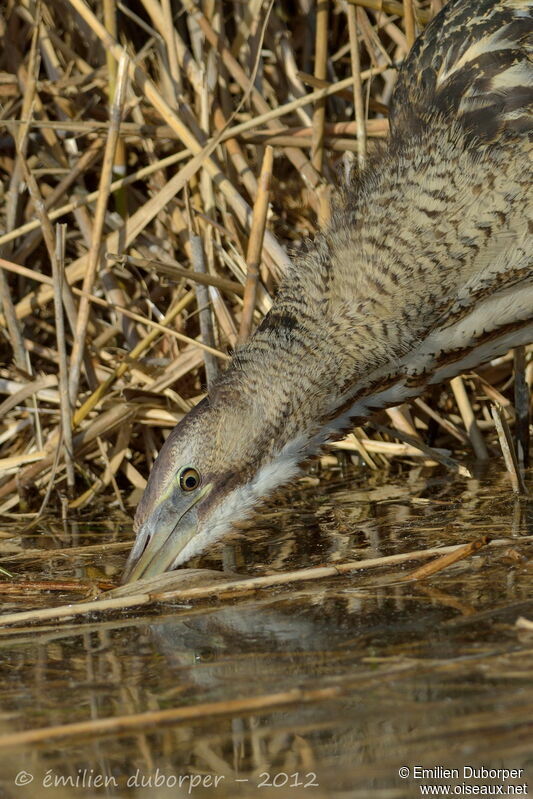 Eurasian Bittern, Behaviour