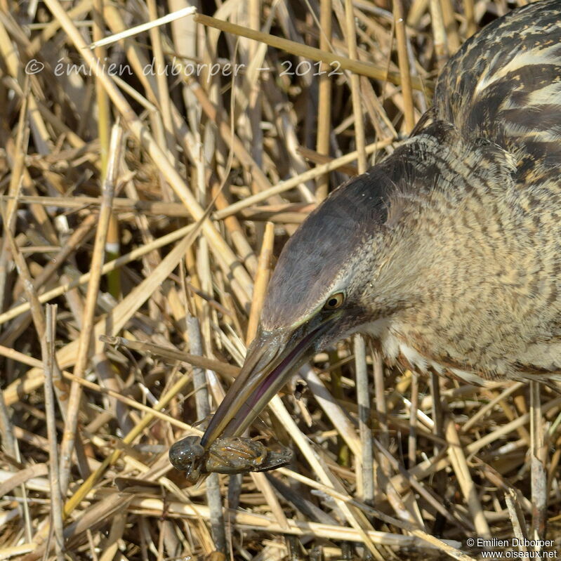 Eurasian Bittern, feeding habits, Behaviour