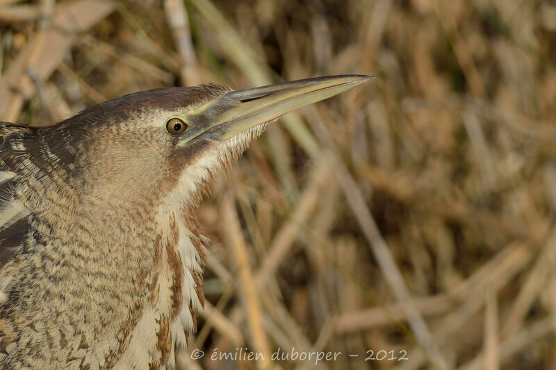 Eurasian Bittern, identification