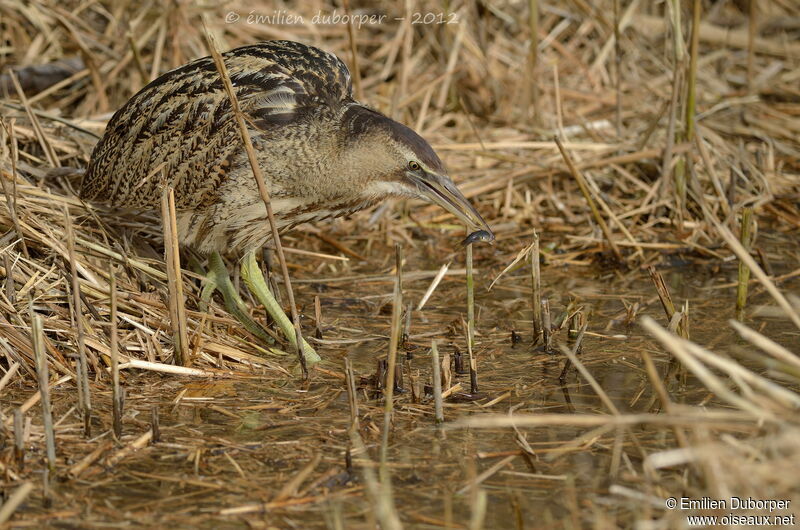 Eurasian Bittern, feeding habits, Behaviour