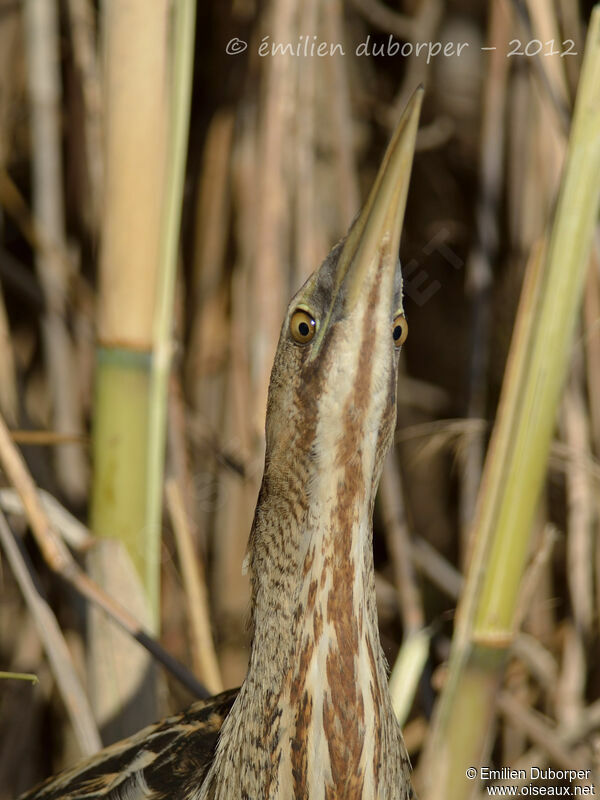 Eurasian Bittern, Behaviour