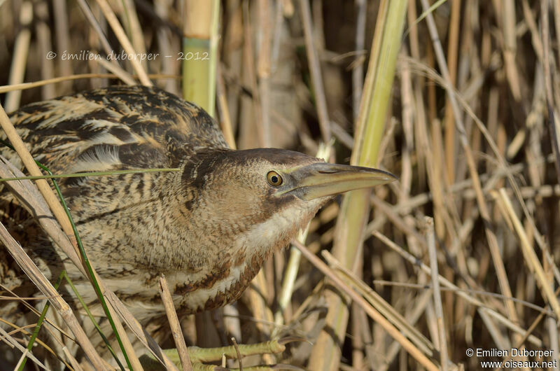 Eurasian Bittern, identification, Behaviour