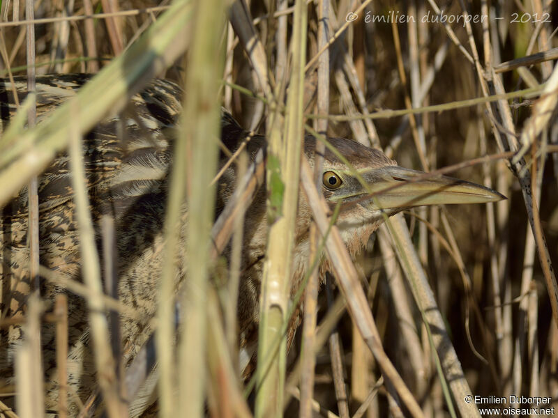 Eurasian Bittern, Behaviour