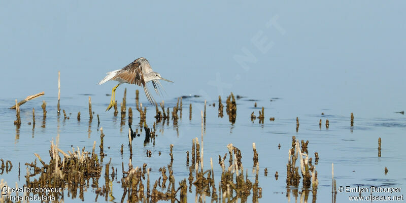 Common Greenshank, Flight