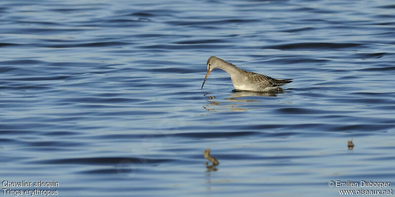 Spotted Redshank