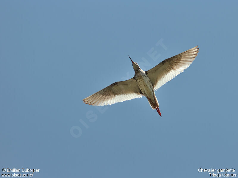 Common Redshank, Flight