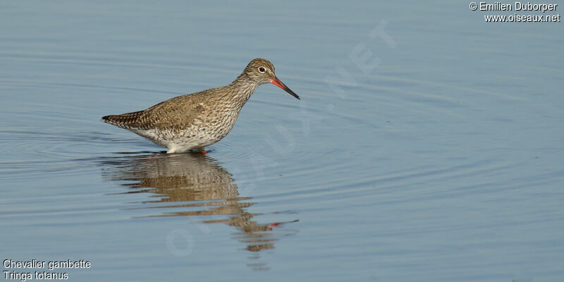 Common Redshankadult, identification