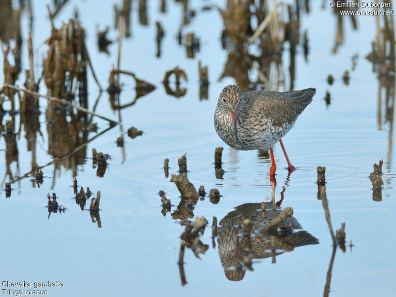 Common Redshankadult, identification