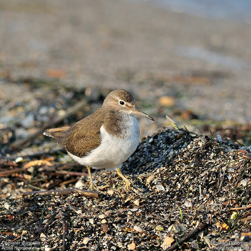 Common Sandpiper