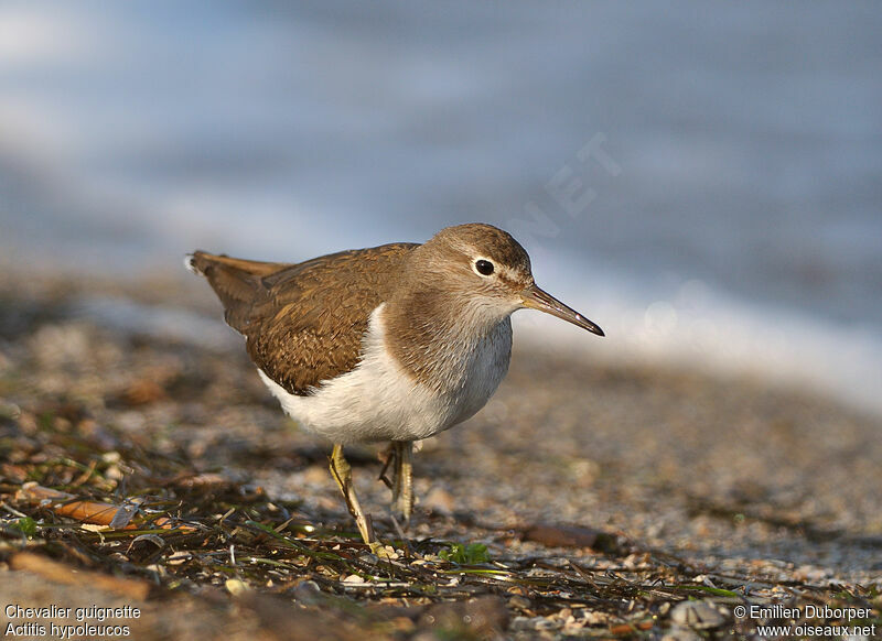 Common Sandpiper