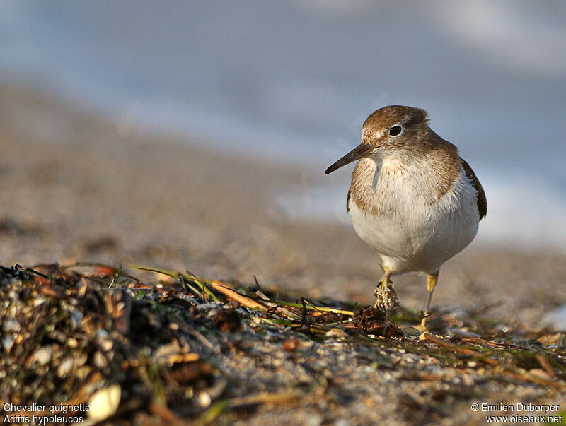 Common Sandpiper