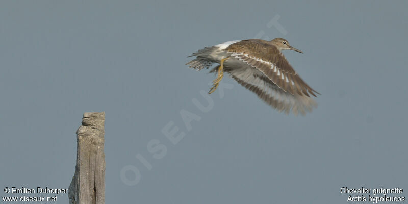 Common Sandpiperadult, Flight