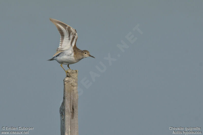 Common Sandpiperadult, Behaviour