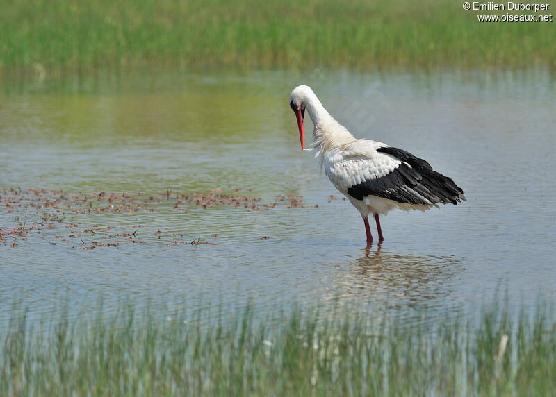 Cigogne blanche, Comportement