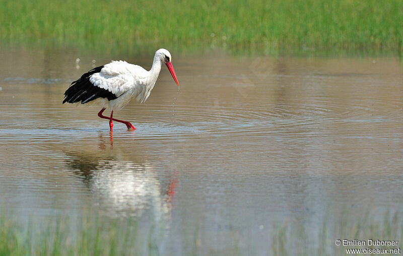 Cigogne blanche