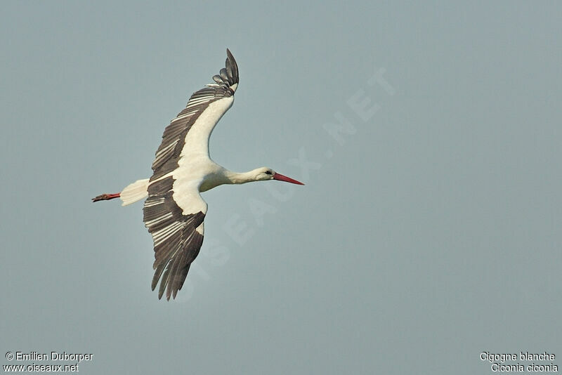 White Storkadult, Flight