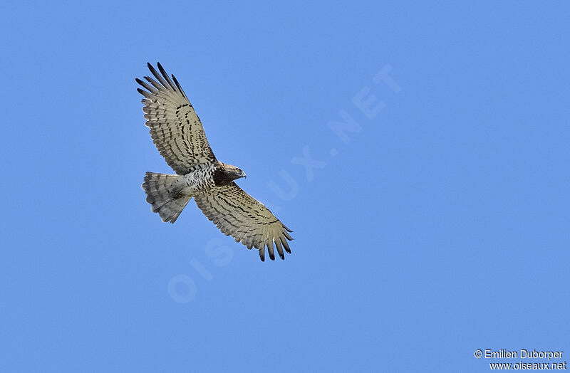 Short-toed Snake Eagle