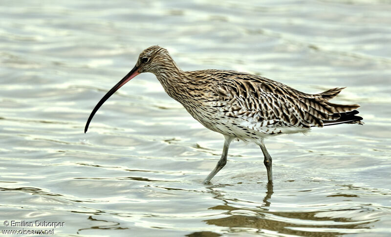 Eurasian Curlew