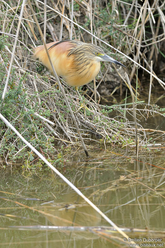 Squacco Heron