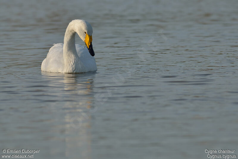 Whooper Swanadult