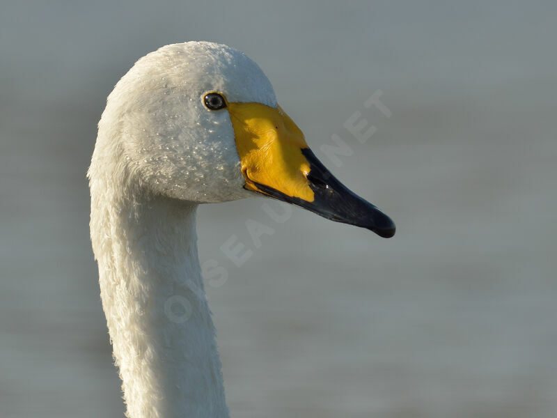 Whooper Swanadult