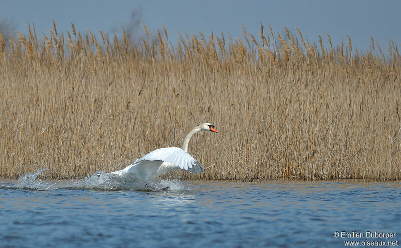 Cygne tuberculé, Comportement