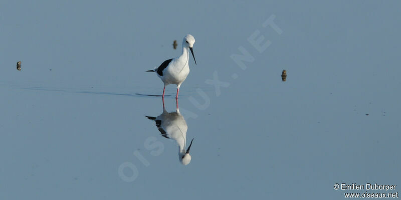 Black-winged Stiltadult