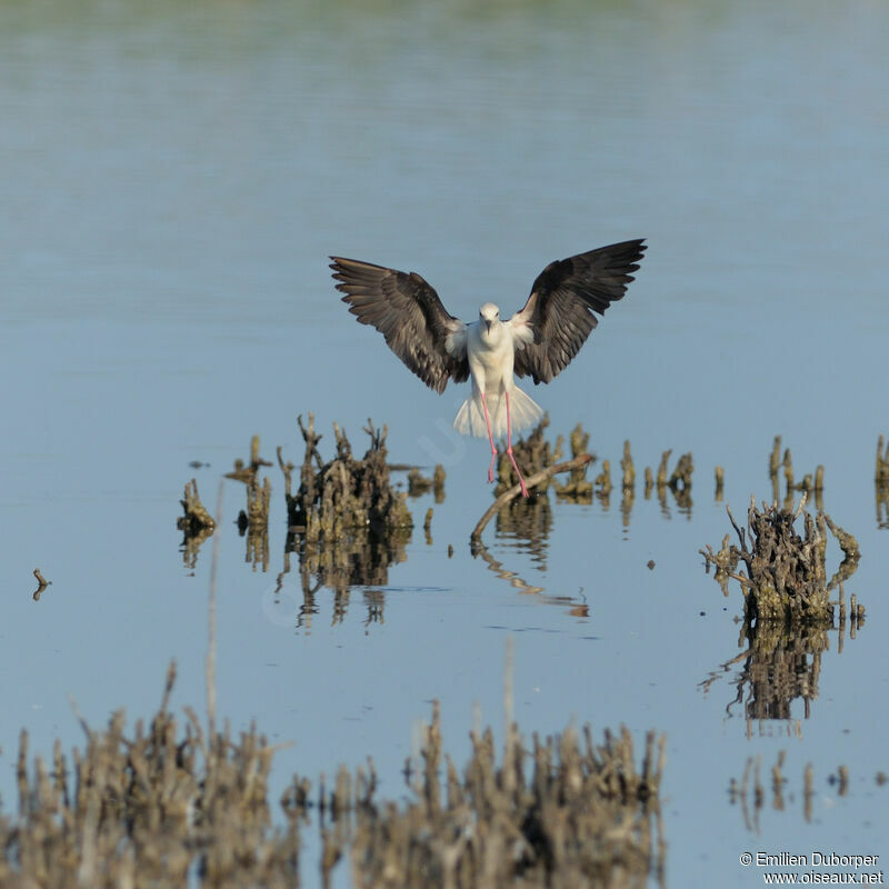 Échasse blanche, Vol