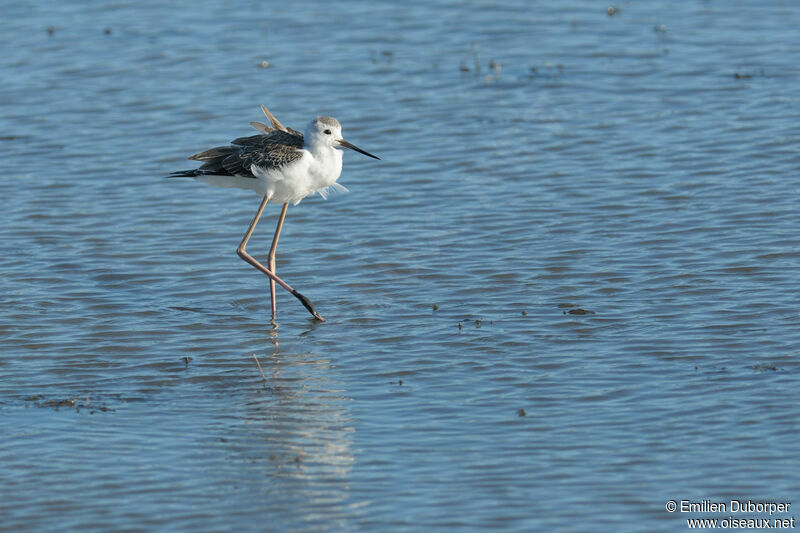 Black-winged Stiltjuvenile