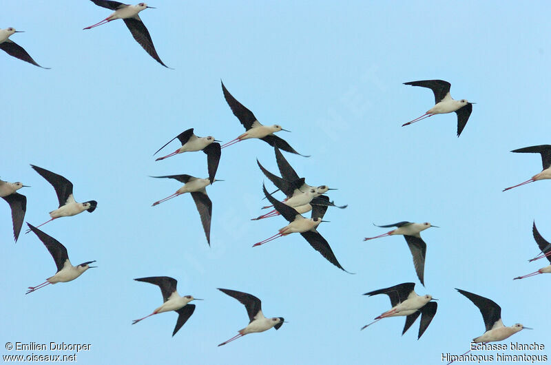 Black-winged Stilt, Flight