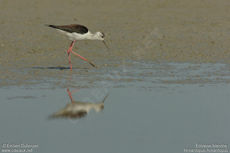 Black-winged Stilt female