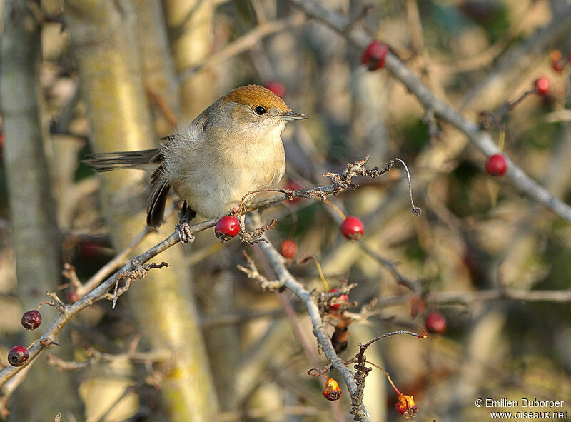 Eurasian Blackcap female