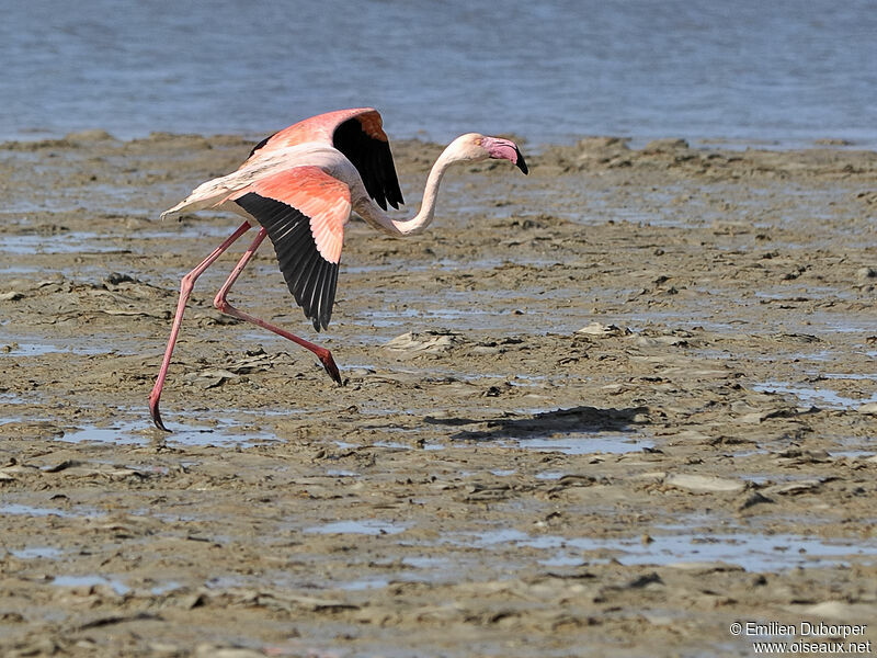 Flamant roseadulte, Comportement