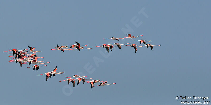 Flamant rose