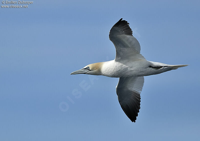 Northern Gannetadult