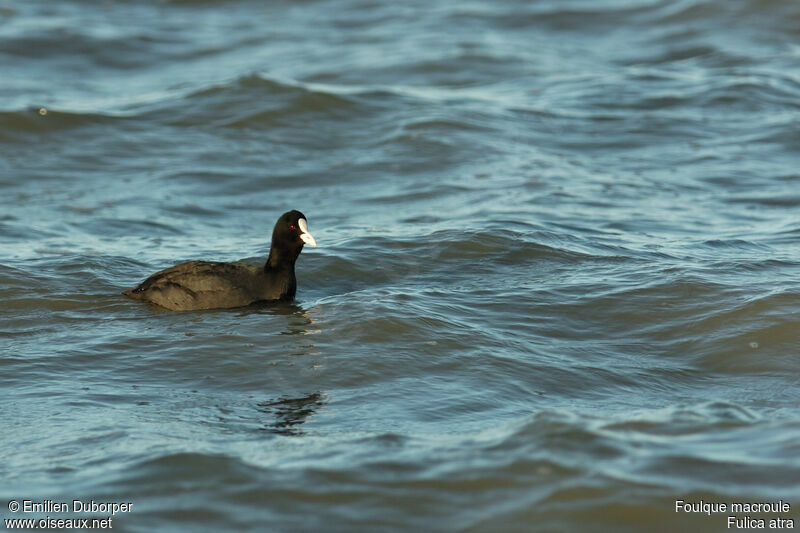 Foulque macrouleadulte