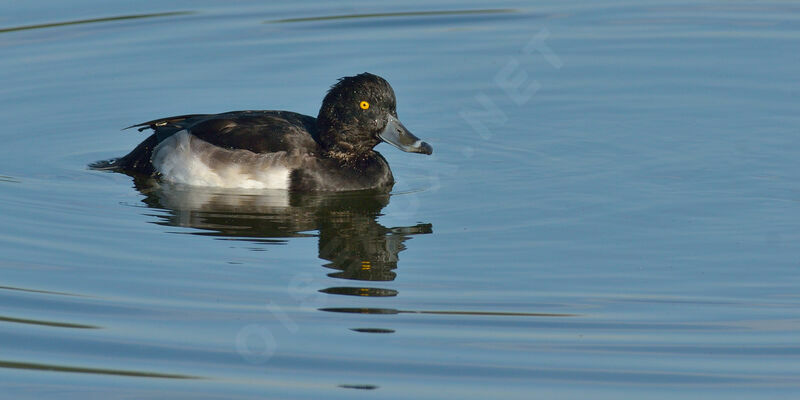 Tufted Duckadult, identification