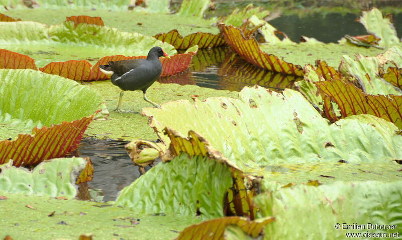 Gallinule poule-d'eauadulte