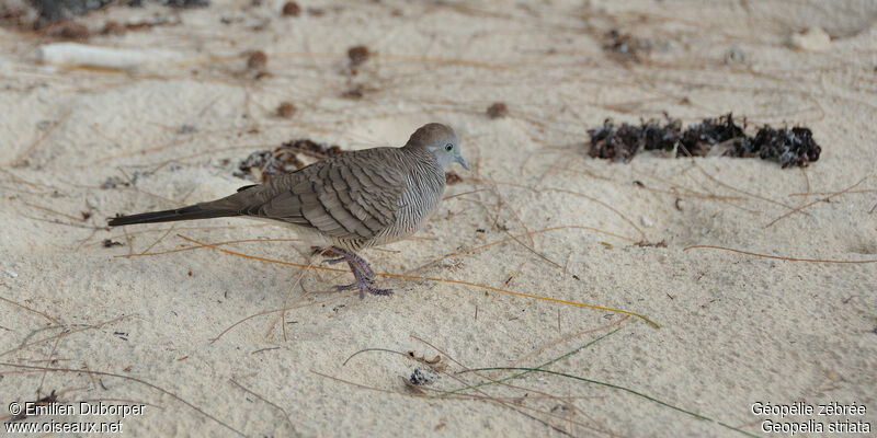 Zebra Dove